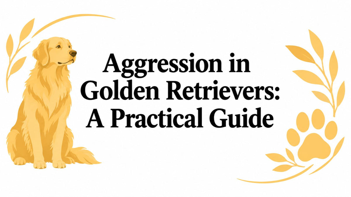 Aggression in Golden Retrievers: A Practical Guide