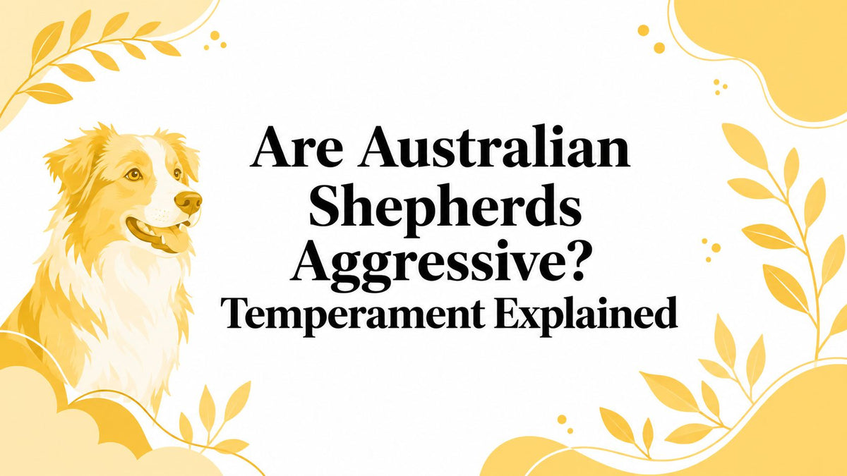 Are Australian Shepherds Aggressive? Temperament Explained