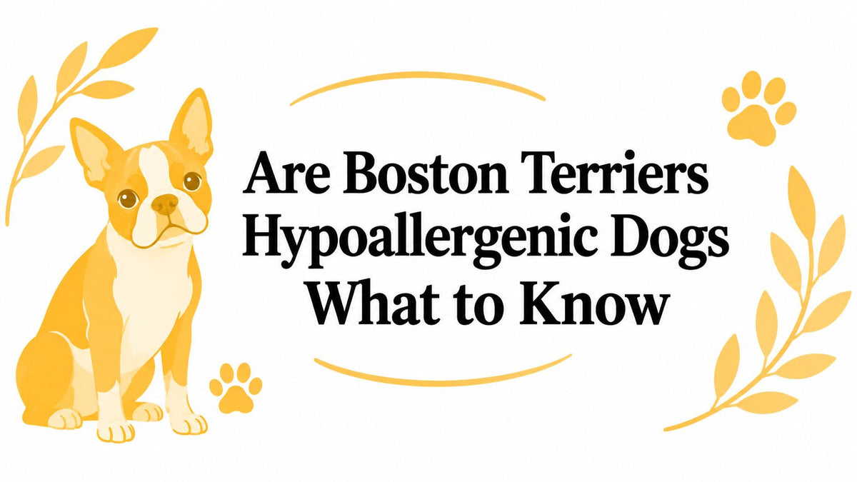 Are Boston Terriers Hypoallergenic Dogs What to Know