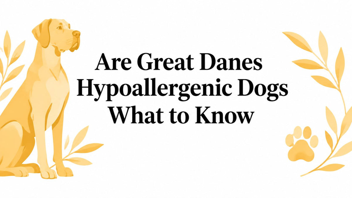 Are Great Danes Hypoallergenic Dogs What to Know