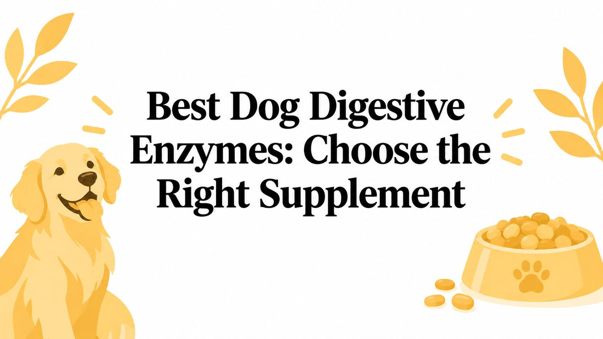 Best Dog Digestive Enzymes: Choose the Right Supplement