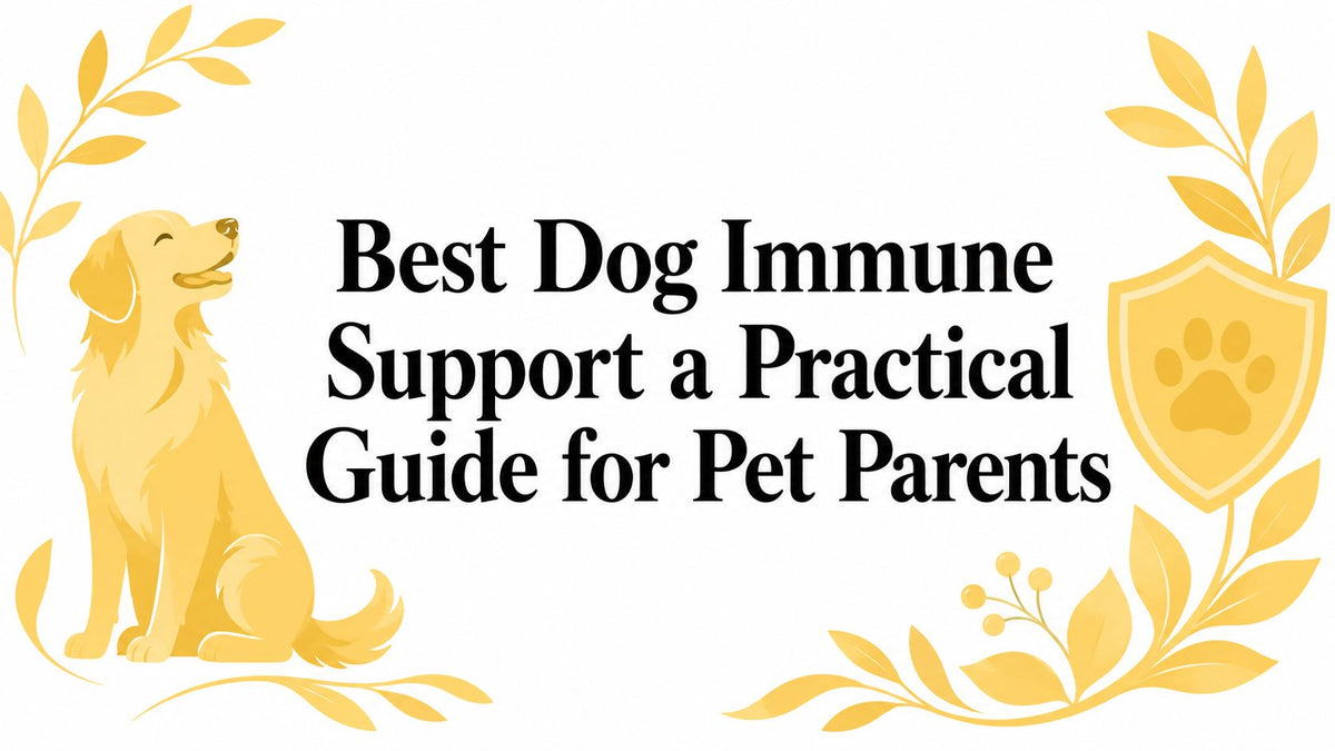 Best Dog Immune Support a Practical Guide for Pet Parents