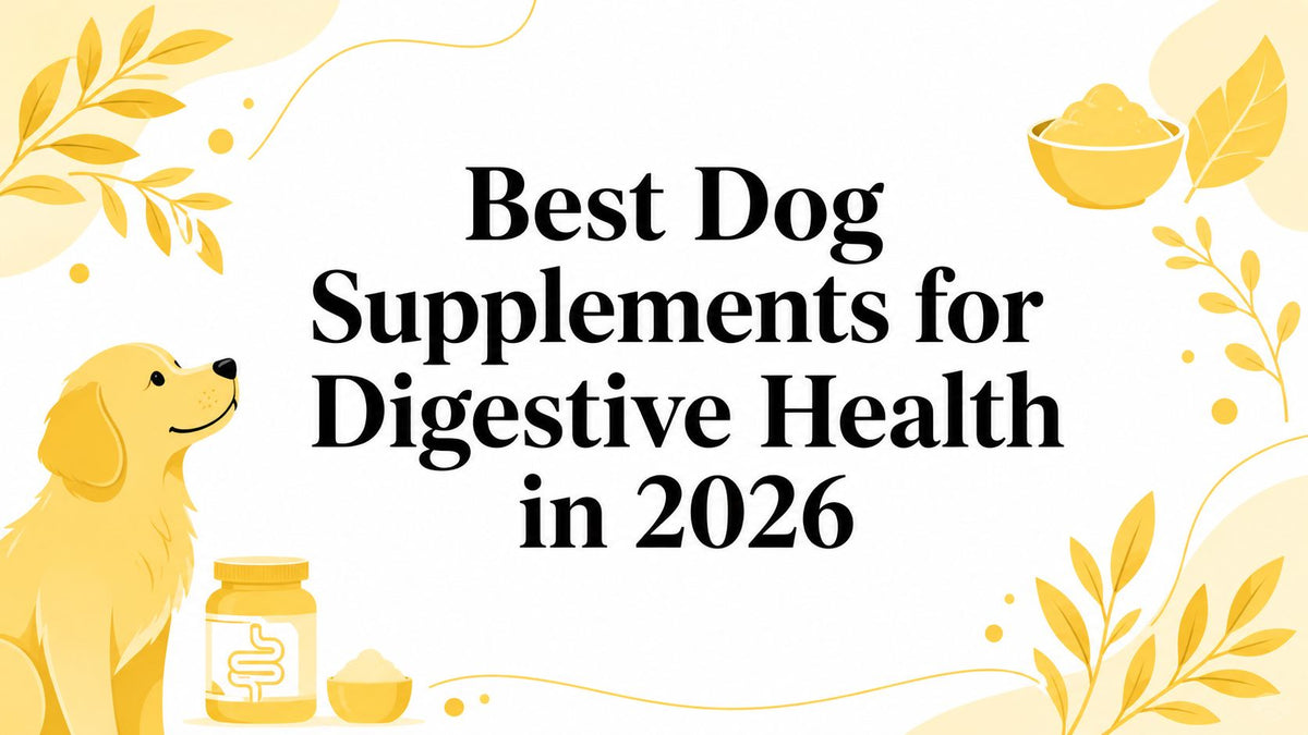 Best Dog Supplements for Digestive Health in 2026