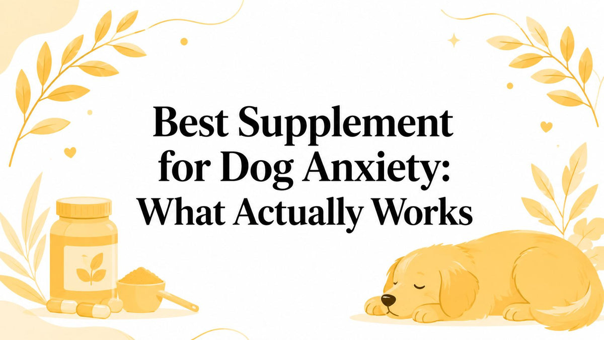 Best Supplement for Dog Anxiety: What Actually Works
