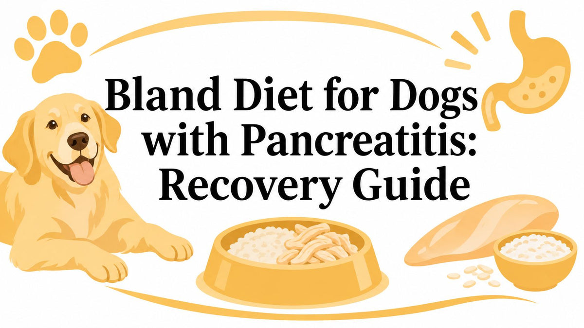 Bland Diet for Dogs with Pancreatitis: Recovery Guide