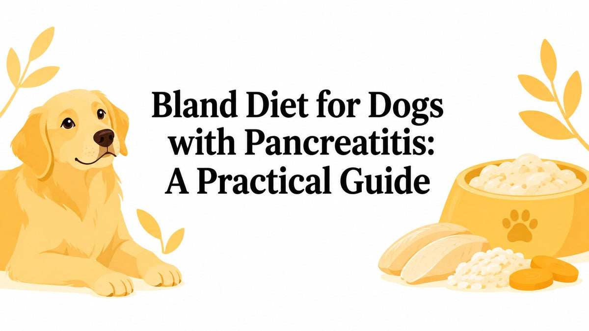 Bland Diet for Dogs with Pancreatitis: A Practical Guide