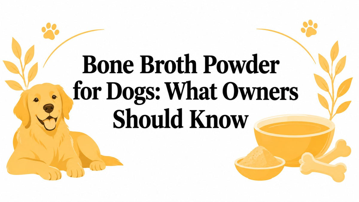 Bone Broth Powder for Dogs: What Owners Should Know