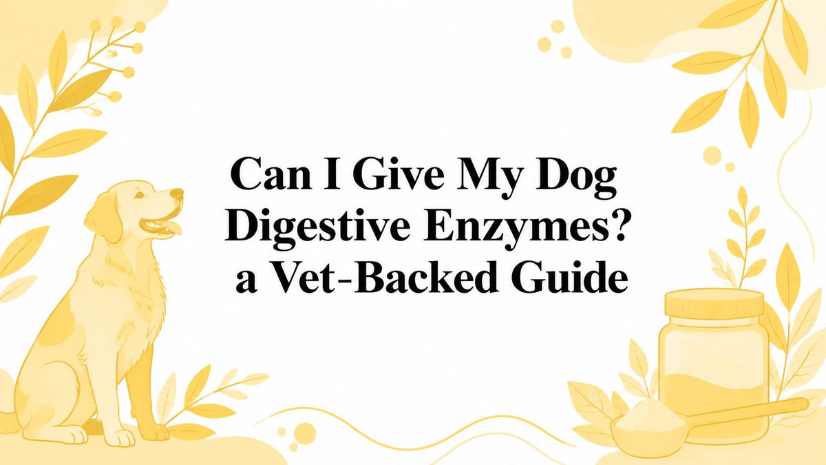 Can I Give My Dog Digestive Enzymes? a Vet-Backed Guide