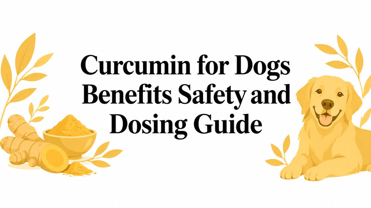 Curcumin for Dogs Benefits Safety and Dosing Guide