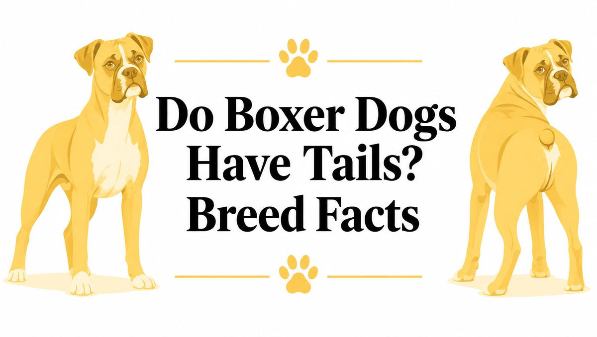Do Boxer Dogs Have Tails? Breed Facts
