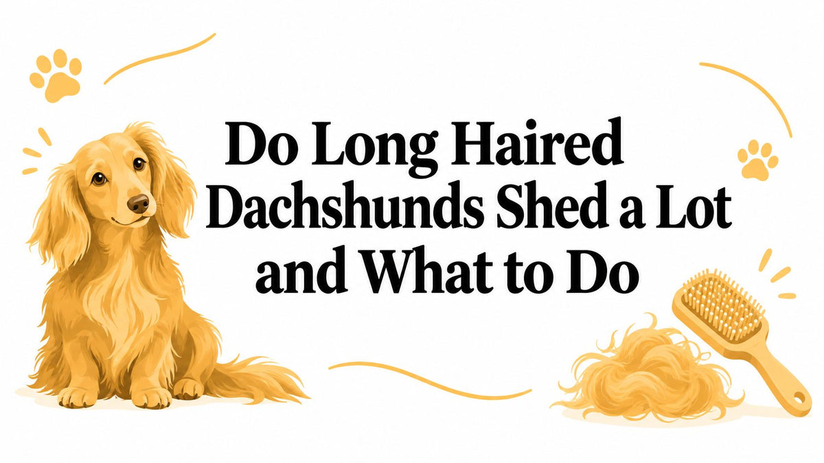 Do Long Haired Dachshunds Shed a Lot and What to Do