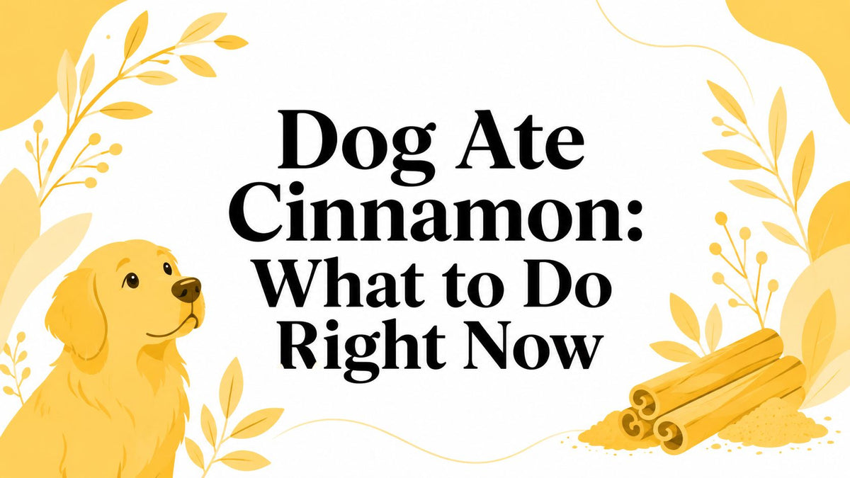 Dog Ate Cinnamon: What to Do Right Now
