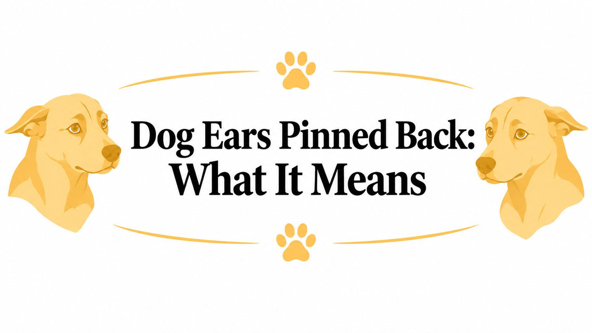 Dog Ears Pinned Back: What It Means