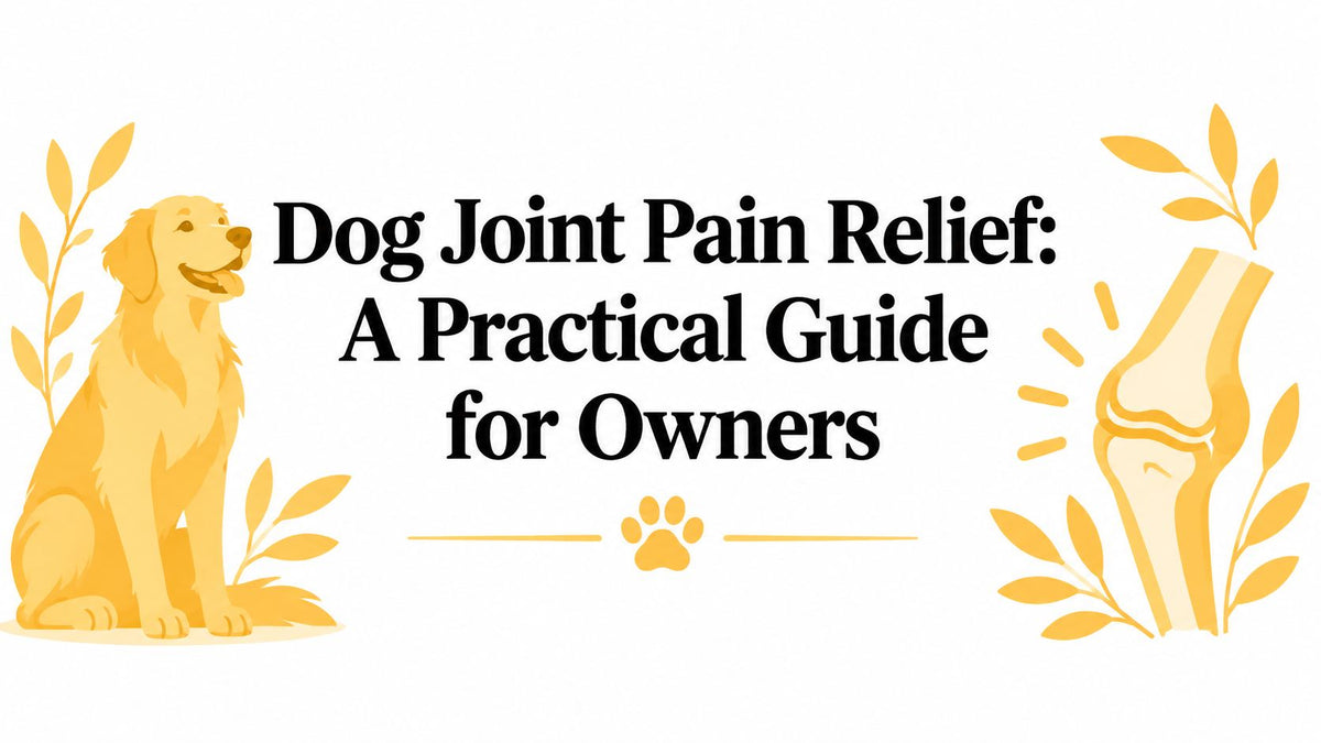 Dog Joint Pain Relief: A Practical Guide for Owners