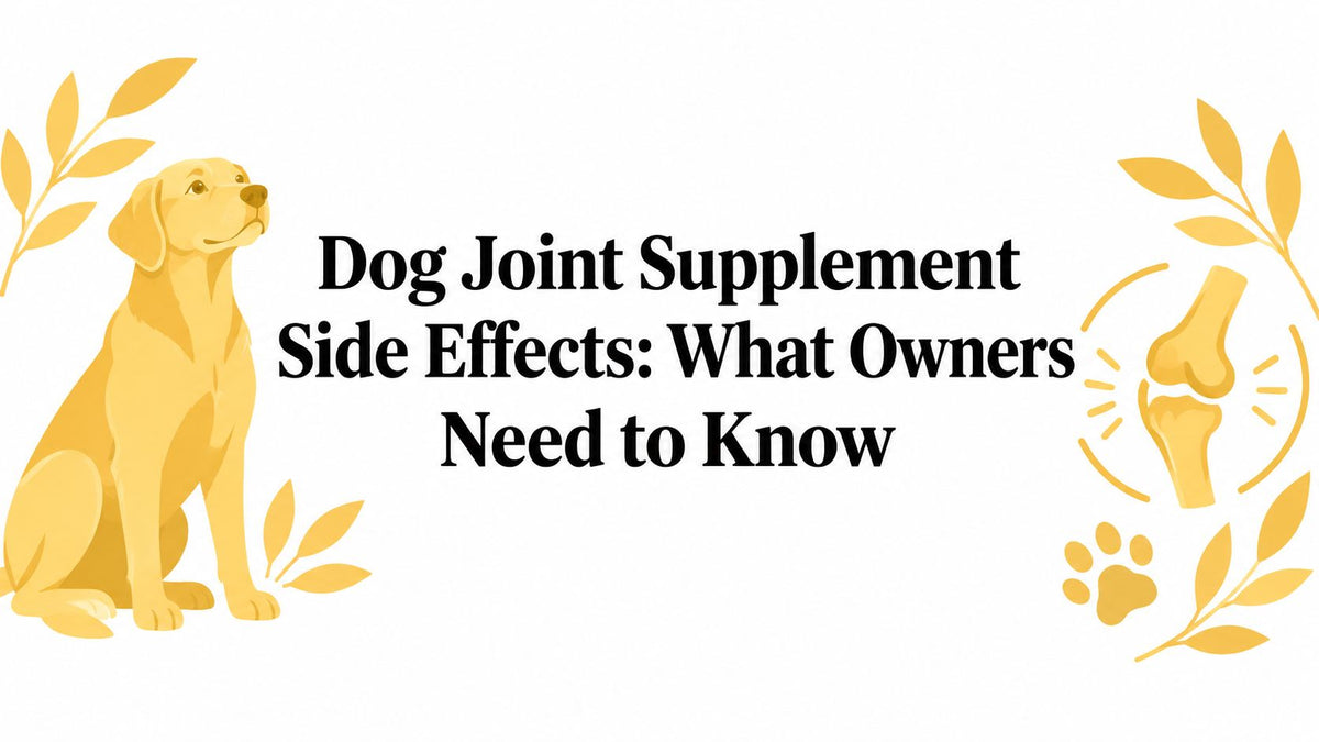 Dog Joint Supplement Side Effects: What Owners Need to Know