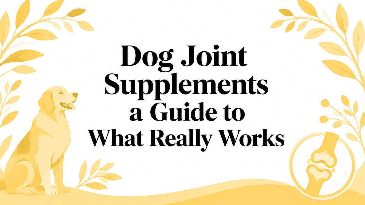Dog Joint Supplements a Guide to What Really Works