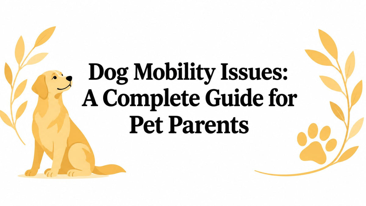 Dog Mobility Issues: A Complete Guide for Pet Parents