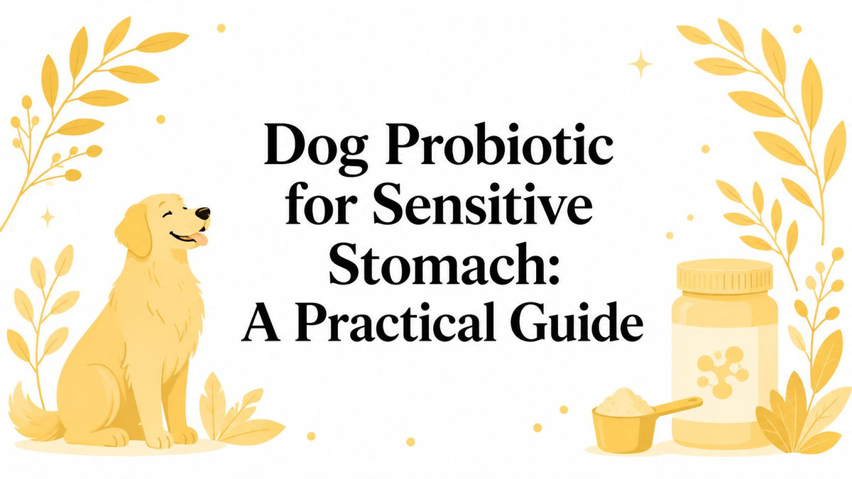 Dog Probiotic for Sensitive Stomach: A Practical Guide