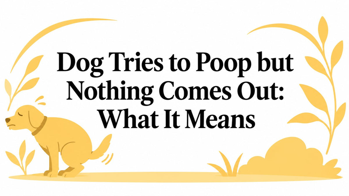 Dog Tries to Poop but Nothing Comes Out: What It Means
