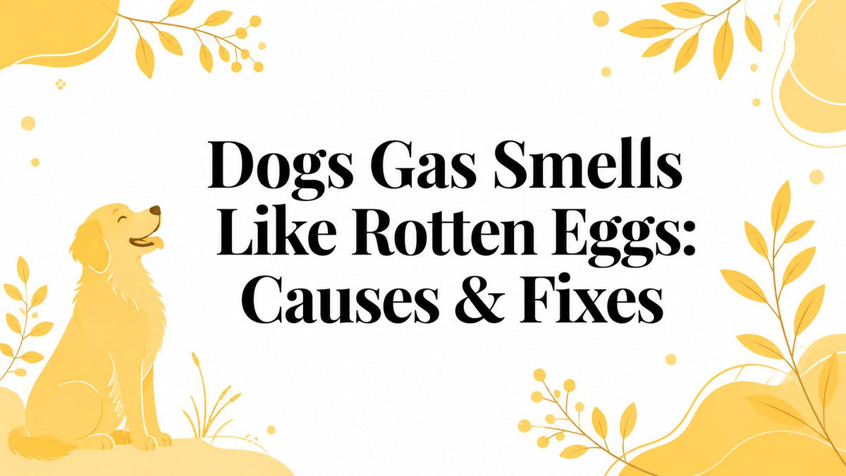 Dogs Gas Smells Like Rotten Eggs: Causes & Fixes