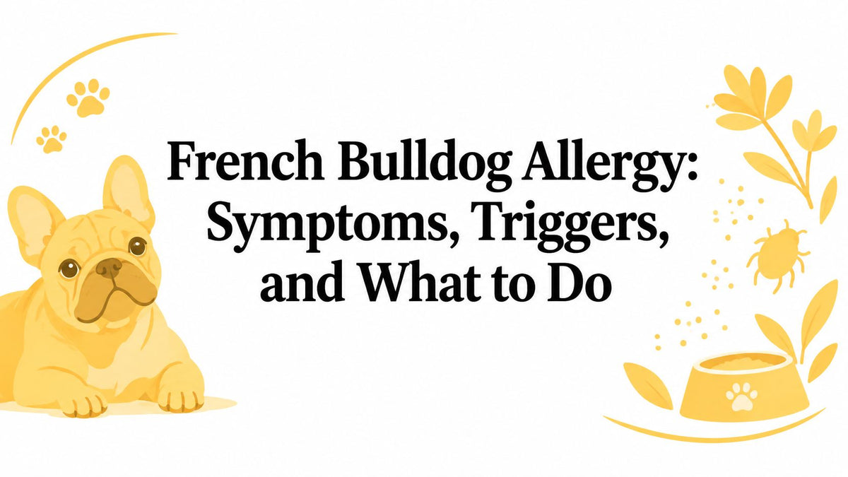 French Bulldog Allergy: Symptoms, Triggers, and What to Do