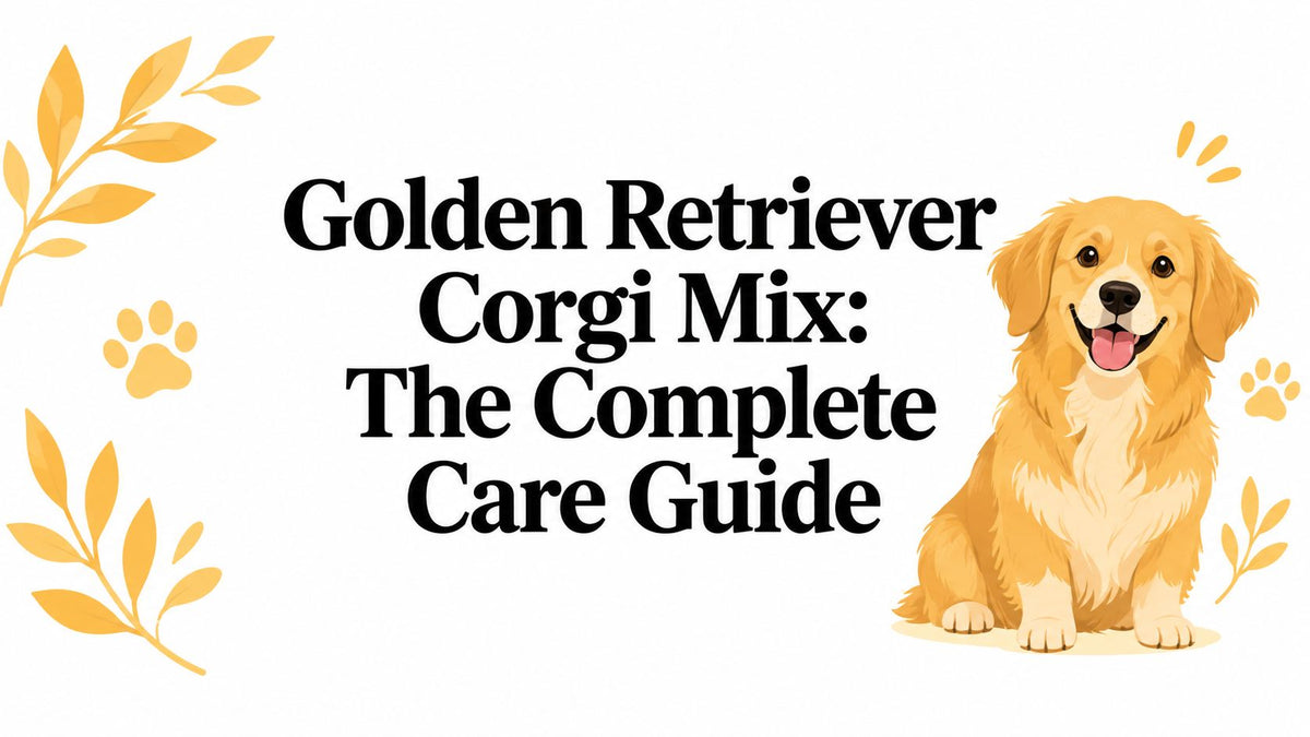 Golden Retriever Corgi Mix: The Complete Care Guide