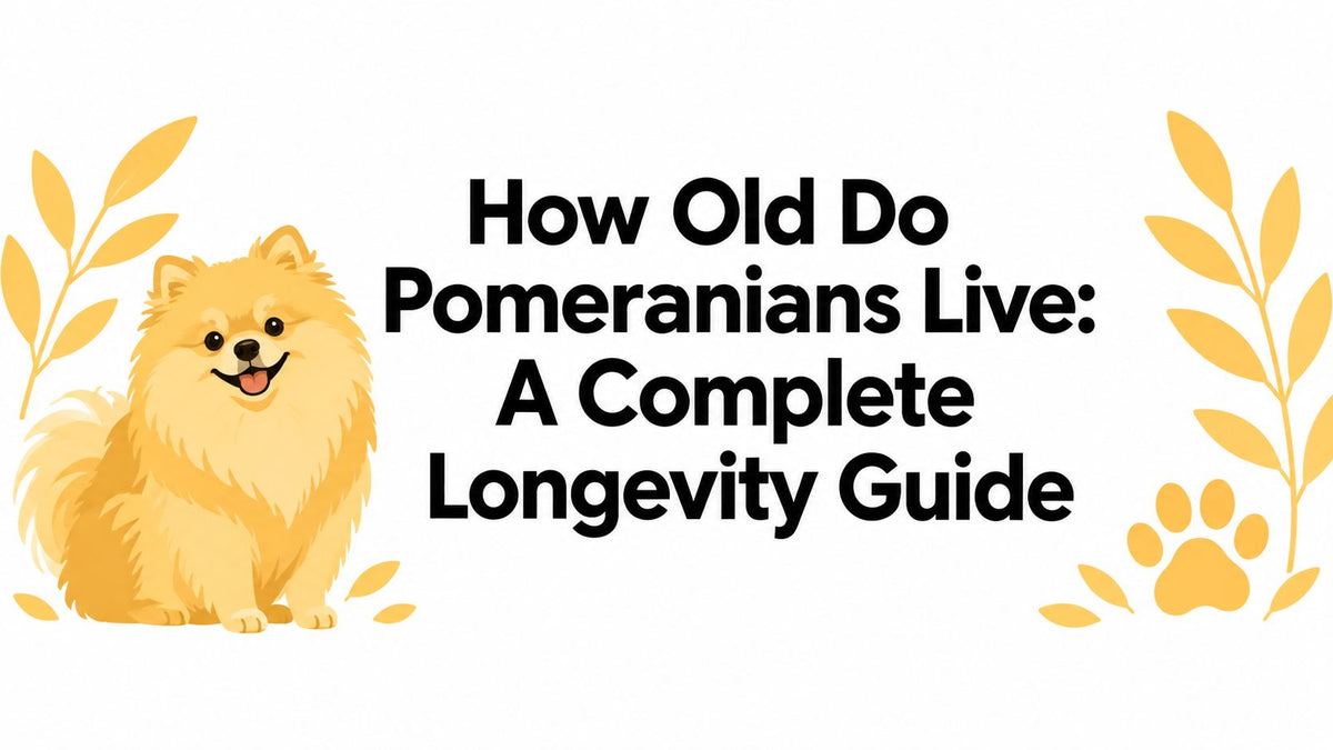 How Old Do Pomeranians Live: A Complete Longevity Guide