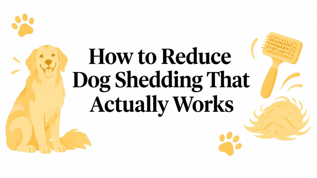 How to Reduce Dog Shedding That Actually Works