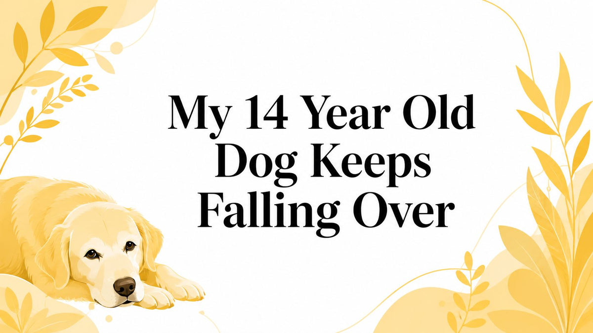 My 14 Year Old Dog Keeps Falling Over