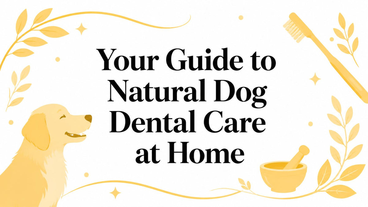 Your Guide to Natural Dog Dental Care at Home