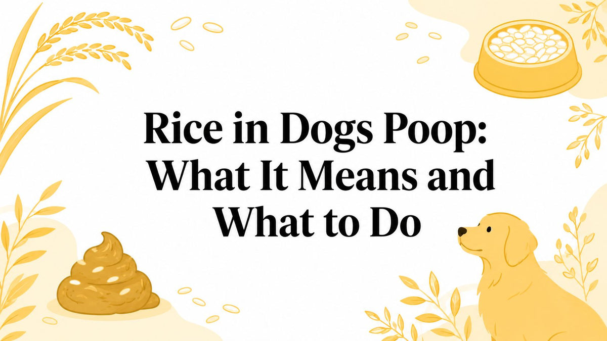 Rice in Dogs Poop: What It Means and What to Do