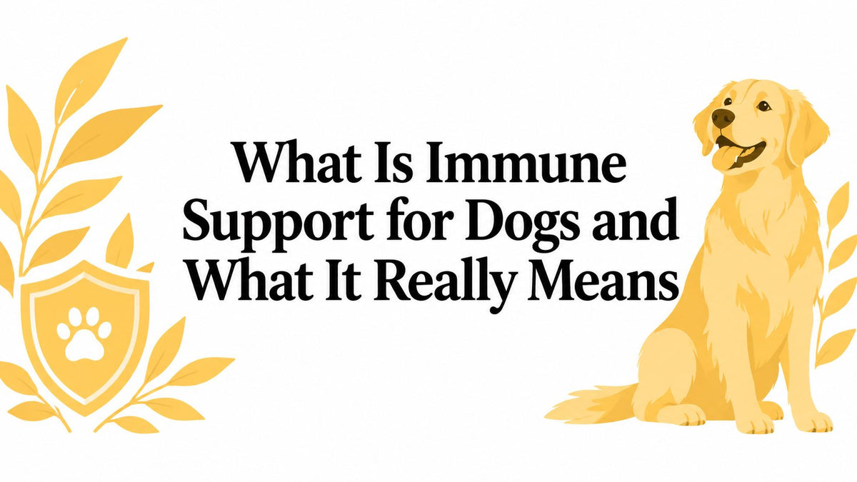 What Is Immune Support for Dogs and What It Really Means