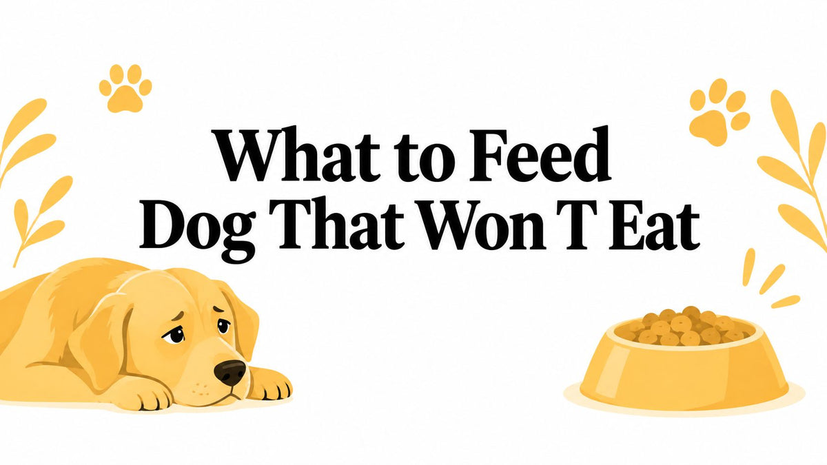 What to Feed Dog That Won T Eat