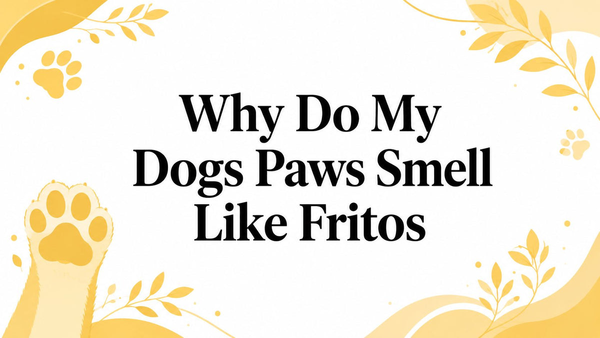 Why Do My Dogs Paws Smell Like Fritos