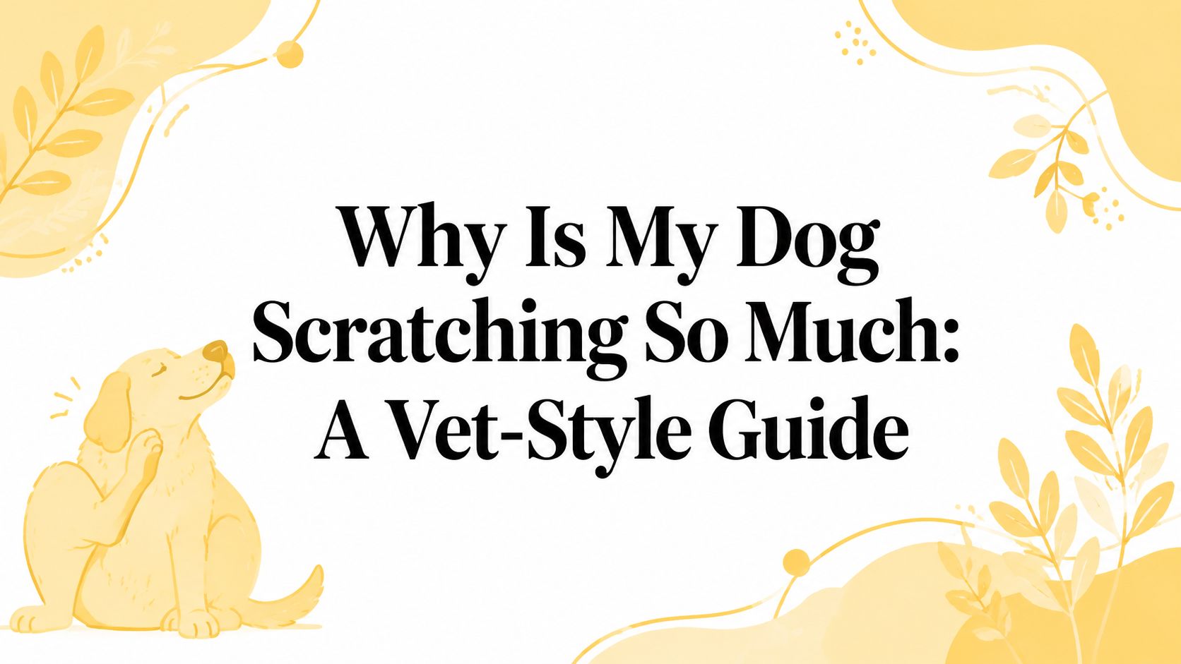 Why Is My Dog Scratching So Much: A Vet-Style Guide